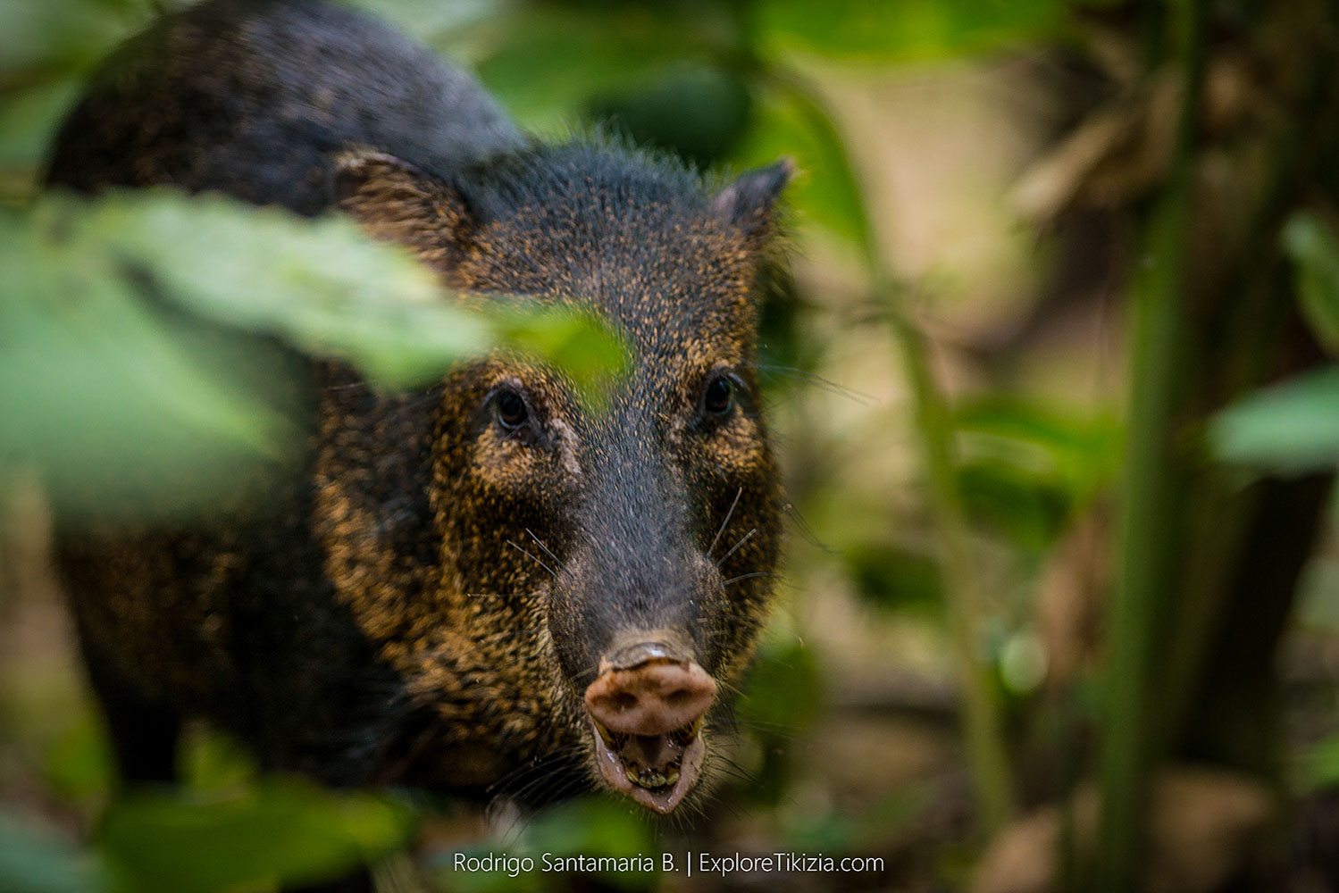科尔科瓦多国家公园必做之事:疣猪
