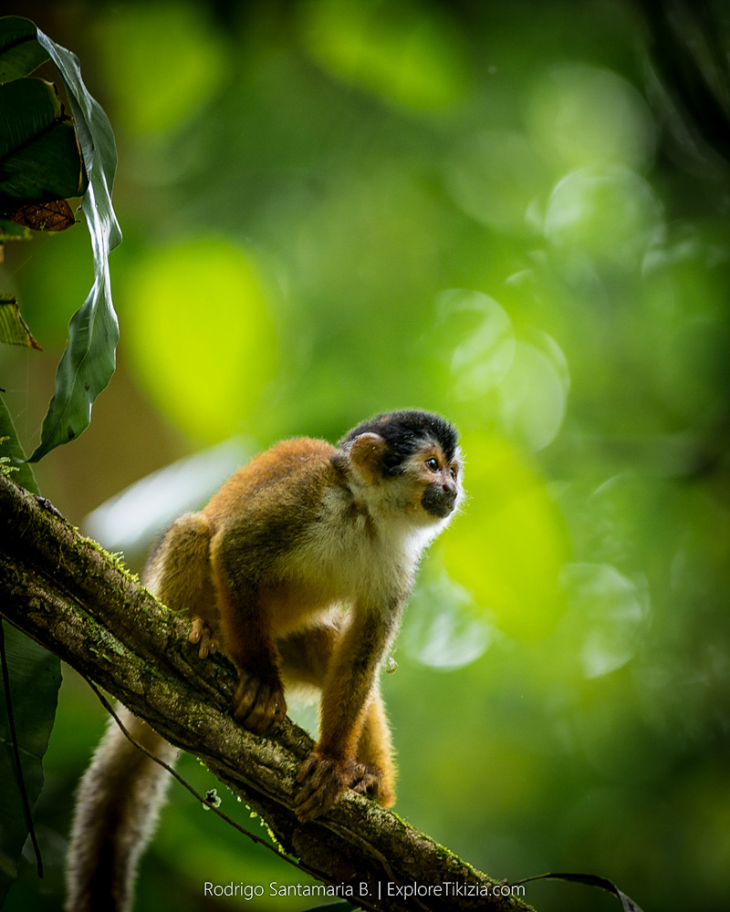 在科尔科瓦多国家公园必做之事:树上的猴子