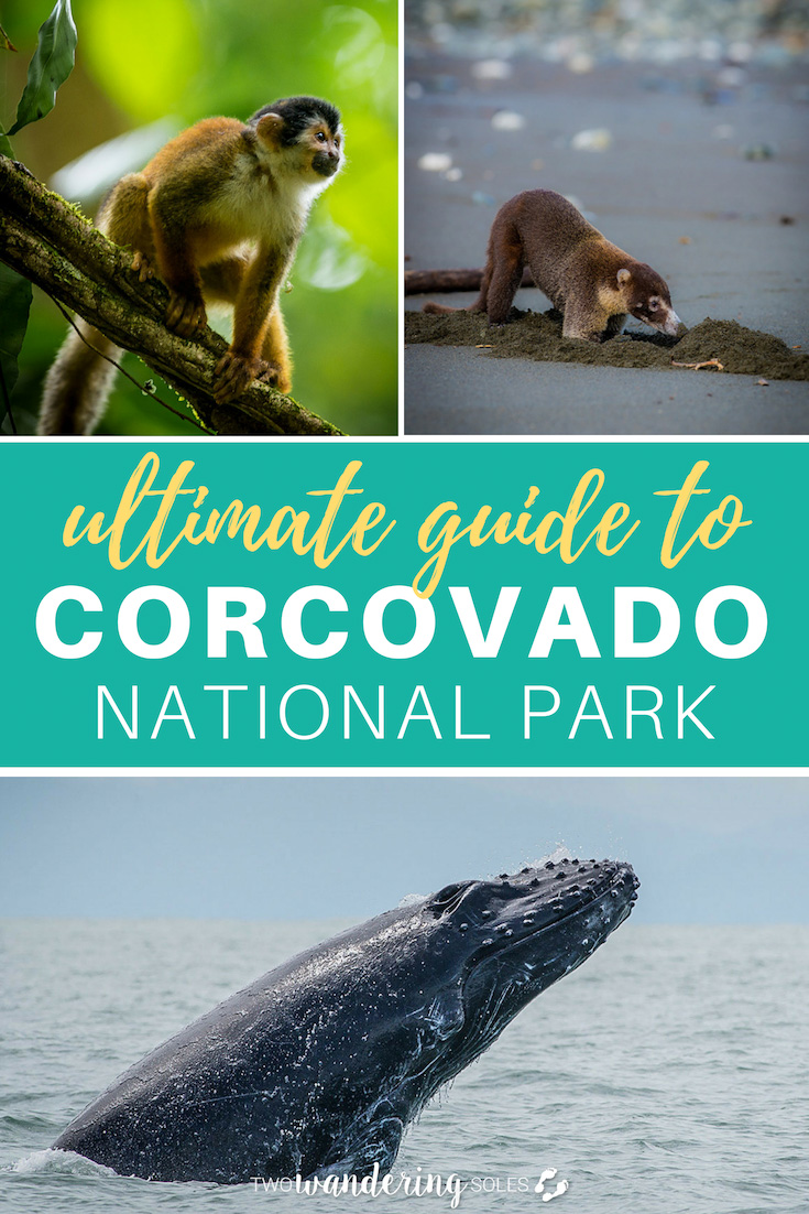 哥斯达黎加Corcovado国家公园的终极指南