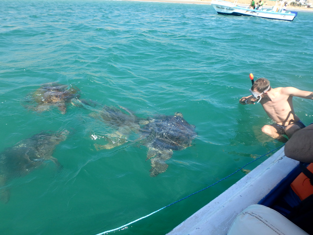 秘鲁必做之事:和海龟一起游泳