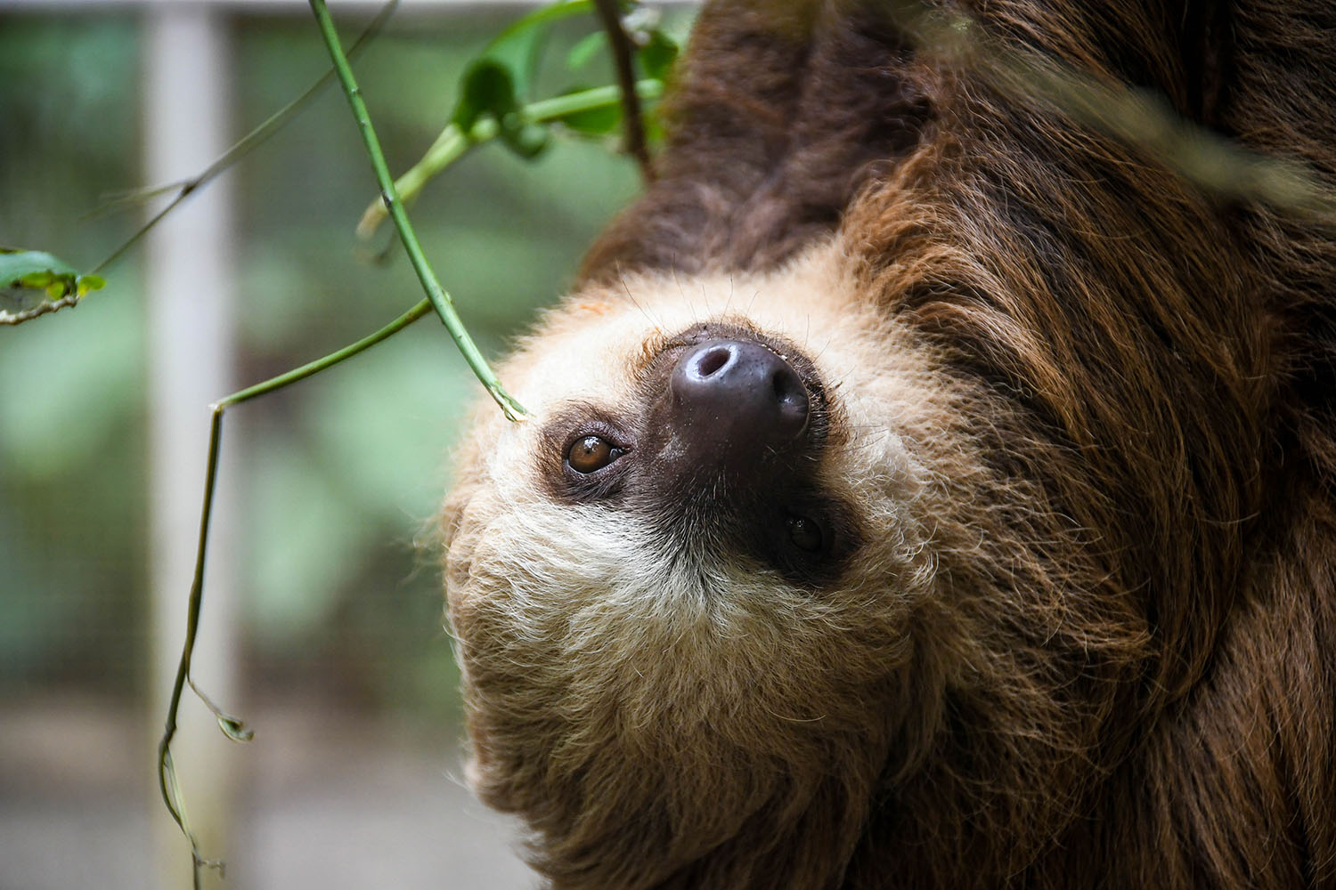 普洱茶to Viejo Travel Guide Sloth