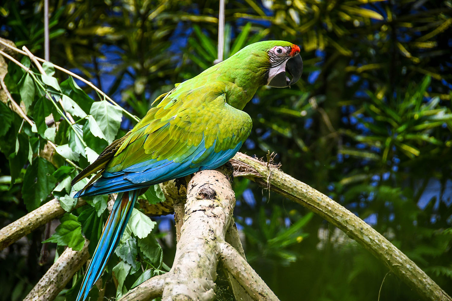 普洱茶to Viejo Travel Guide Macaw at Rescue Sanctuary