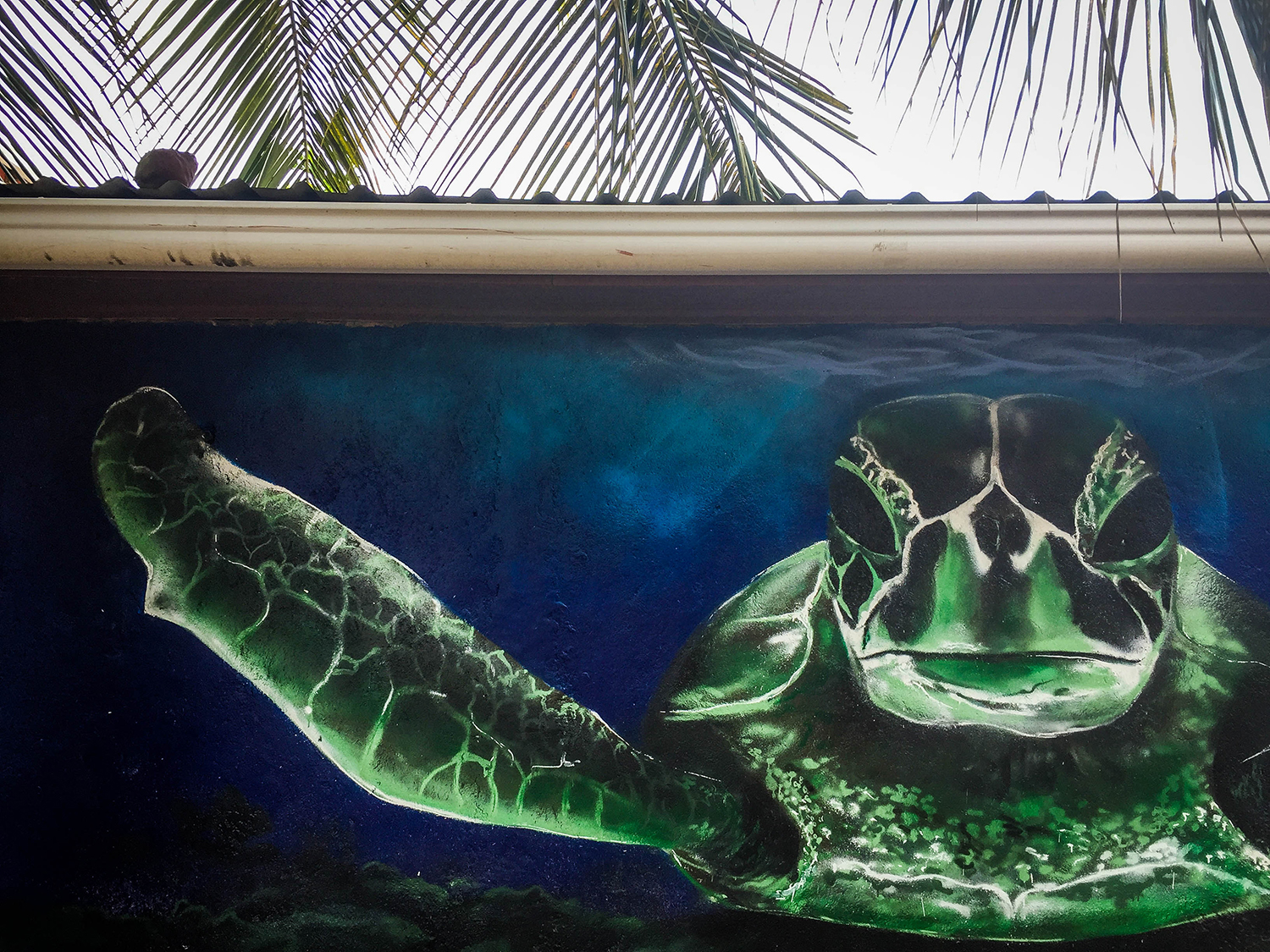 Roatan vs. utia洪都拉斯湾岛海龟壁画