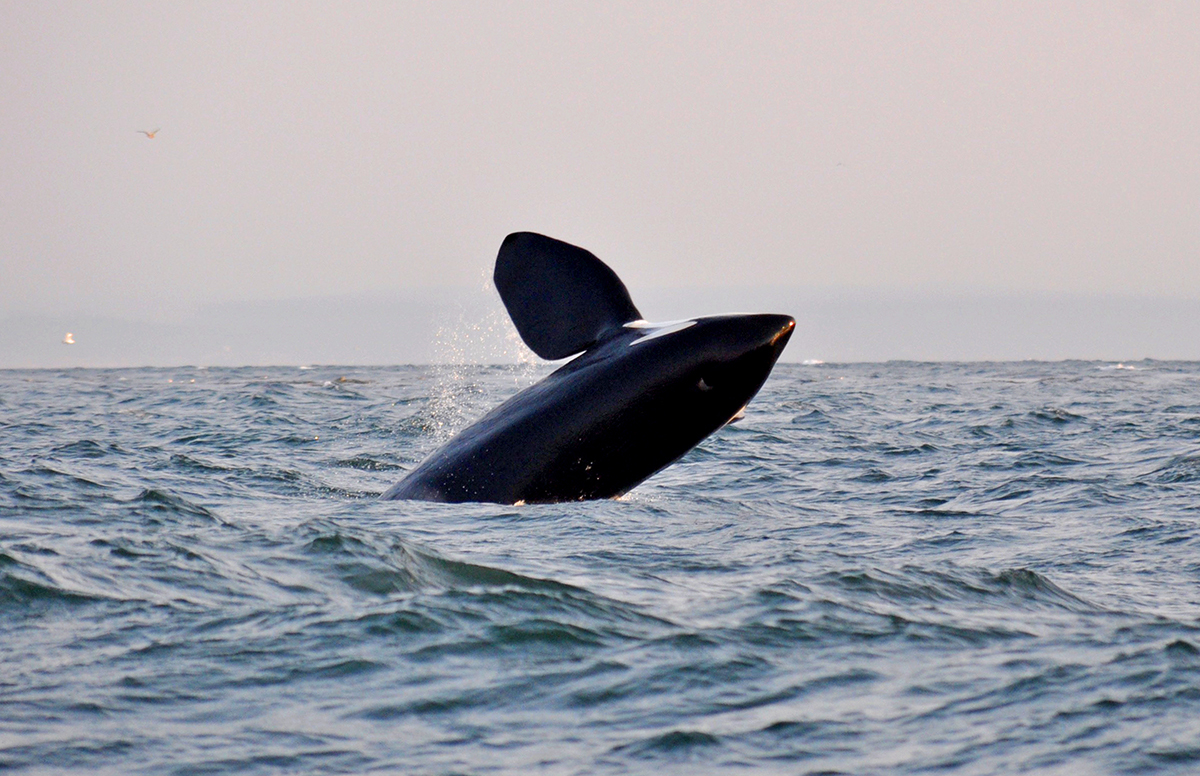 观赏温哥华岛的鲸鱼