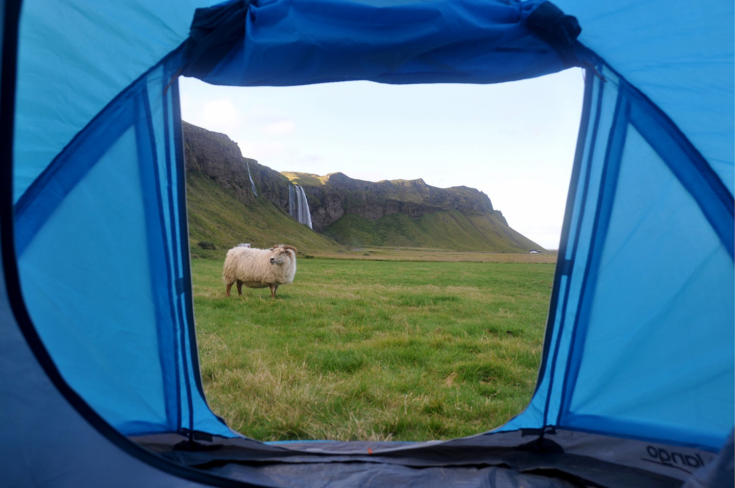 帐篷羊冰岛露营设备