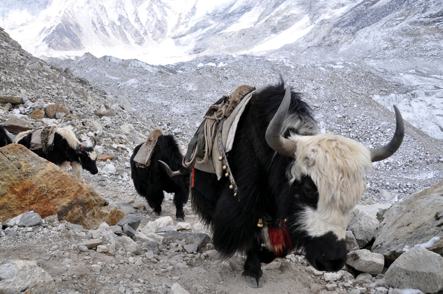牦牛完美珠峰大本营徒步旅行行程