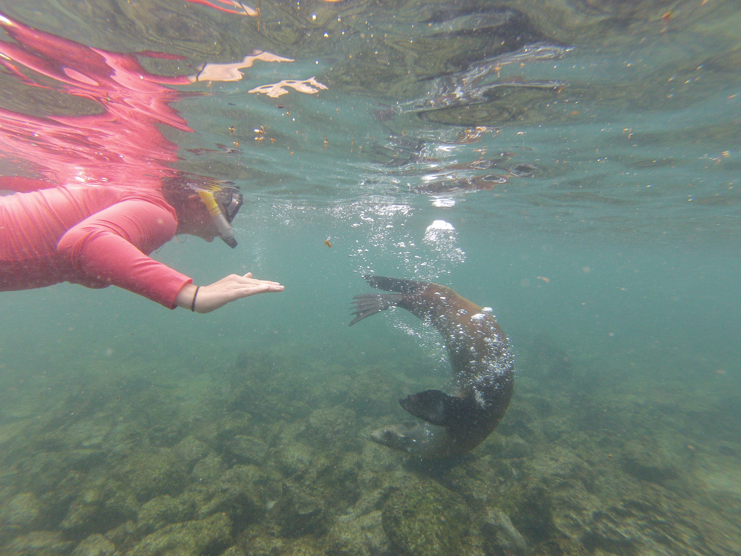 在廉价的加拉帕戈斯群岛与海狮一起浮潜