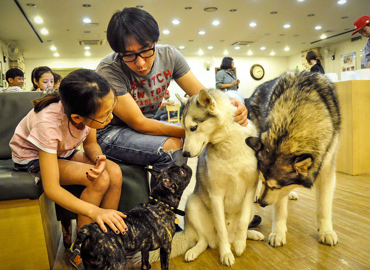 在首尔可以做的事情|狗狗咖啡馆Bau House