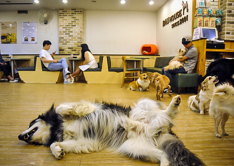 在首尔可以做的事情|狗狗咖啡馆Bau House