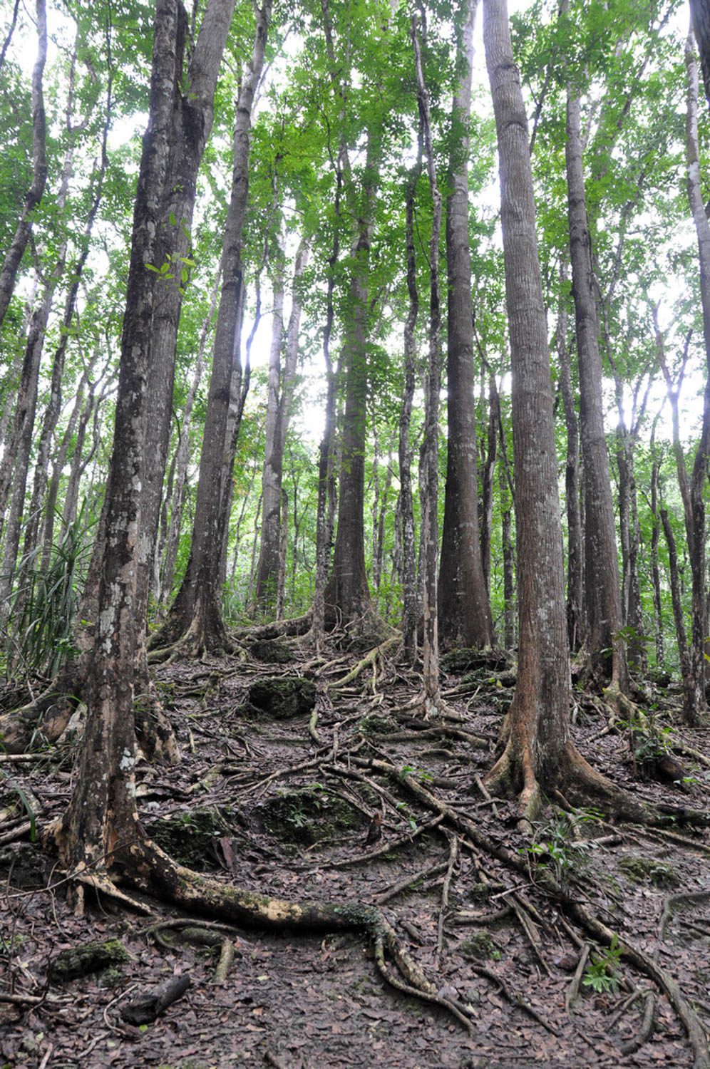 菲律宾人造森林