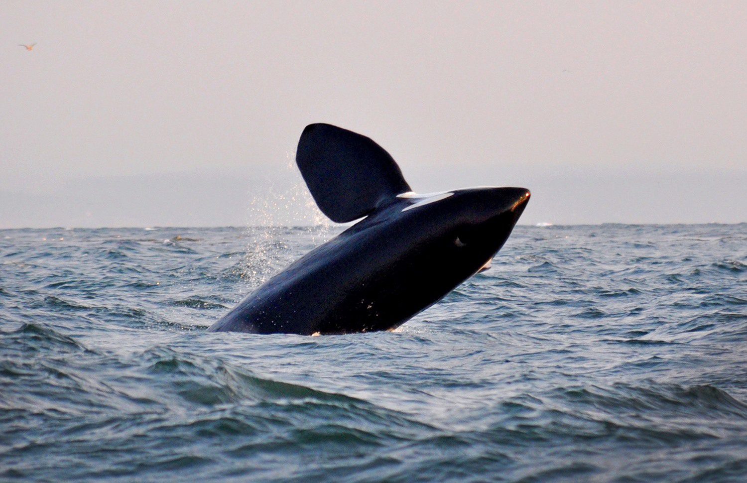 维多利亚岛观鲸