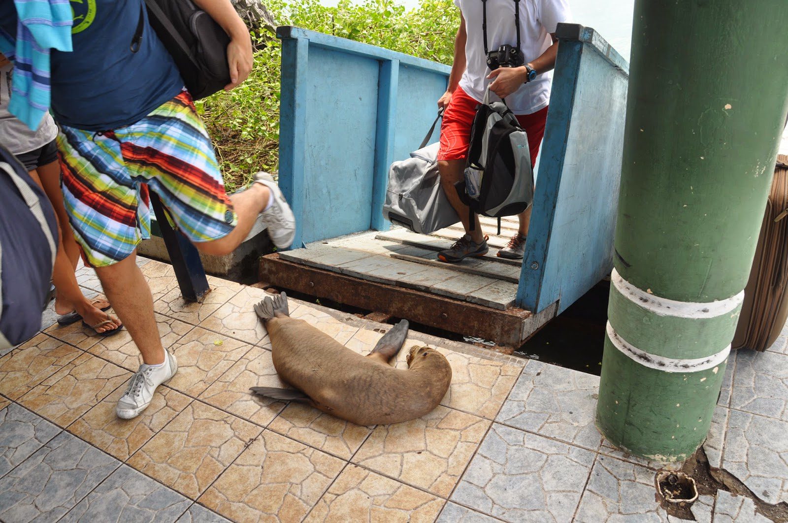 从机场下渡船后，我们不得不从一只熟睡的小海狮身上踩过去。欢迎来到加拉帕戈斯群岛!