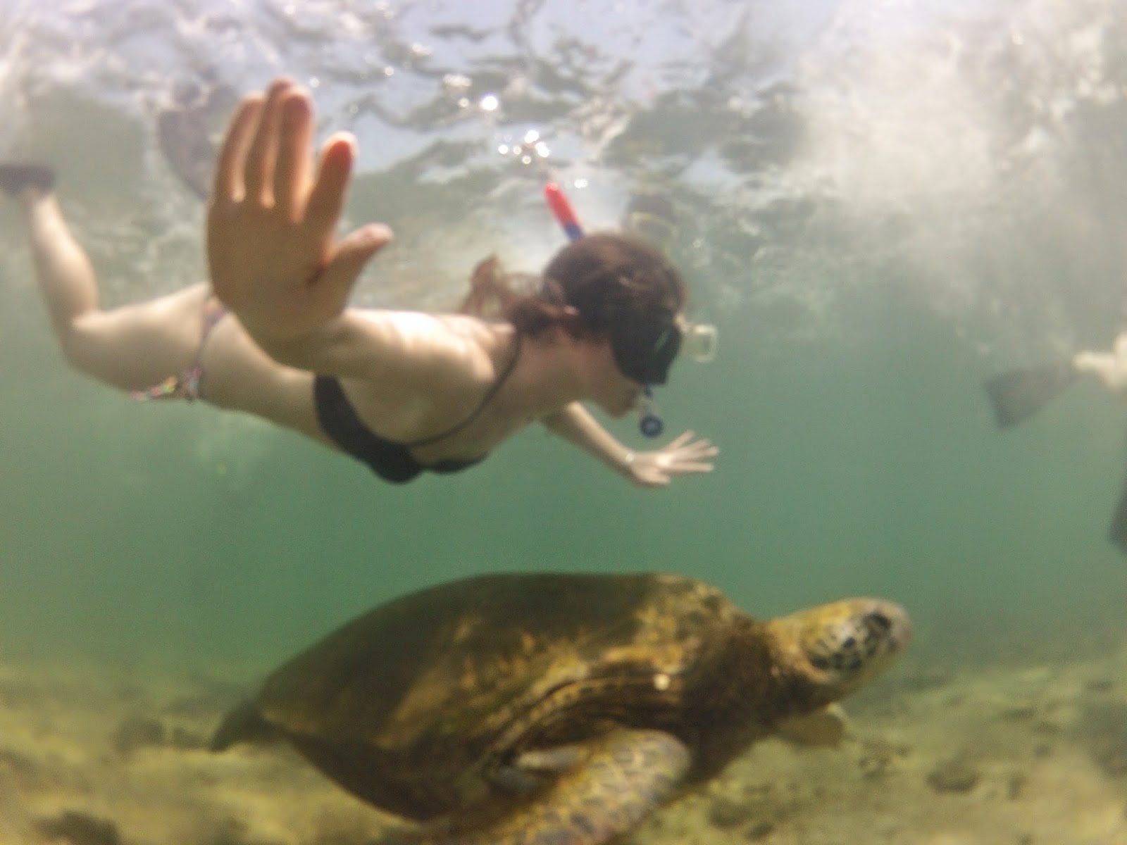 普通的一天，和海龟一起游泳。