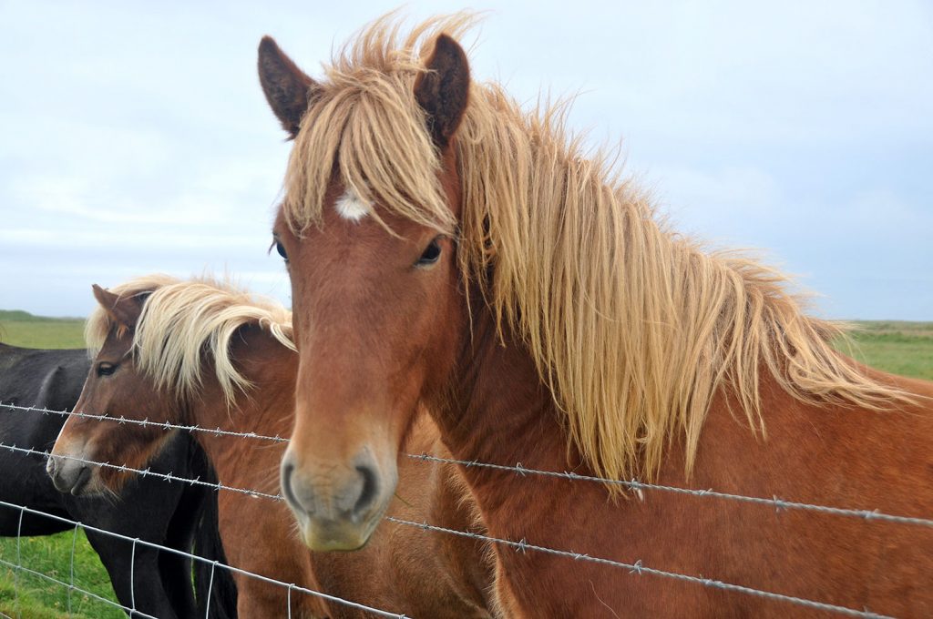 马在冰岛