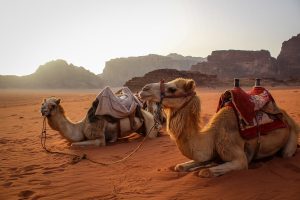 Wadi Rum约旦的骆驼