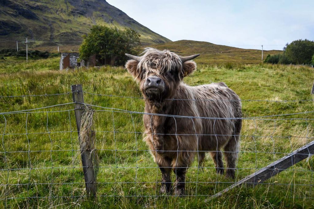 苏格兰天空岛的高地奶牛