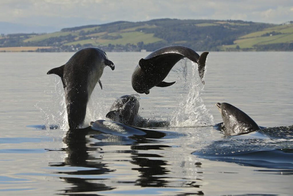 海豚发现(EcoVentures和Charlie Phillips Images)