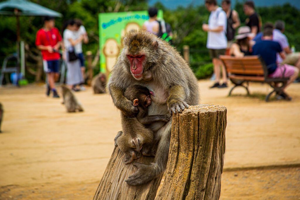 岚山猴子公园