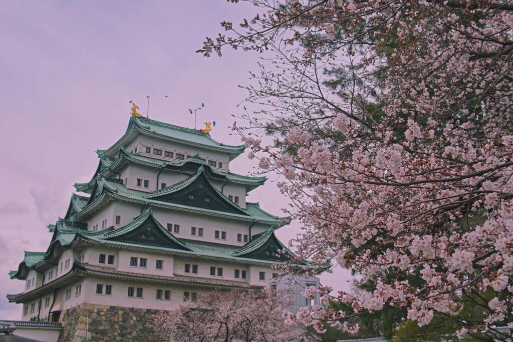 名古屋城堡樱花