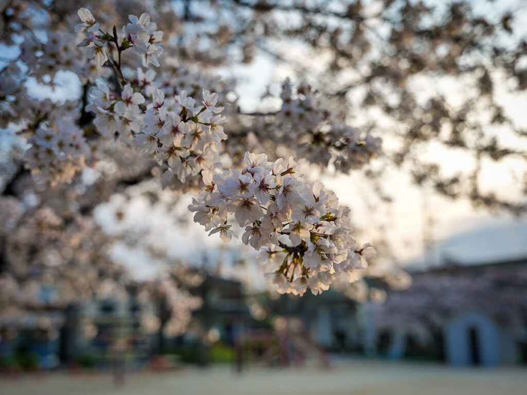 日本名古屋樱花盛开