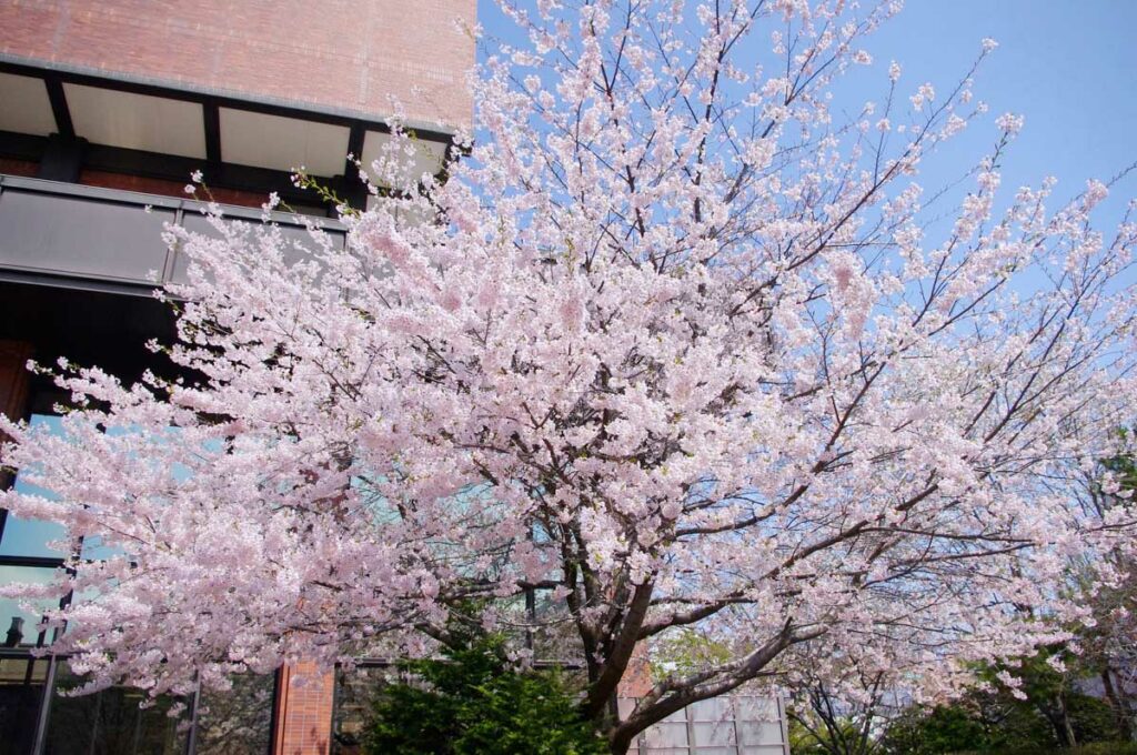 日本札幌樱花盛开