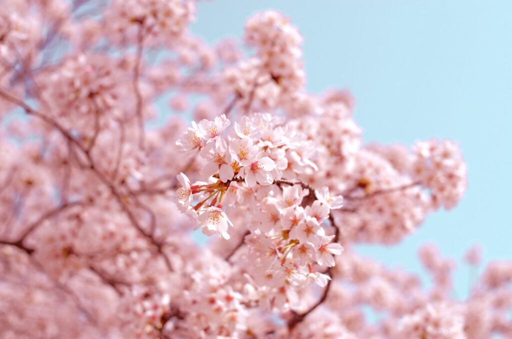 樱桃blossoms_STOCK-U