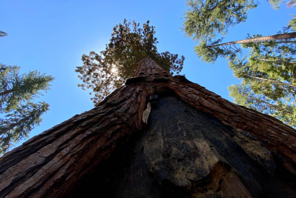 约塞米蒂国家公园马里波萨森林的加利福尼亚隧道树(保罗·福克斯)