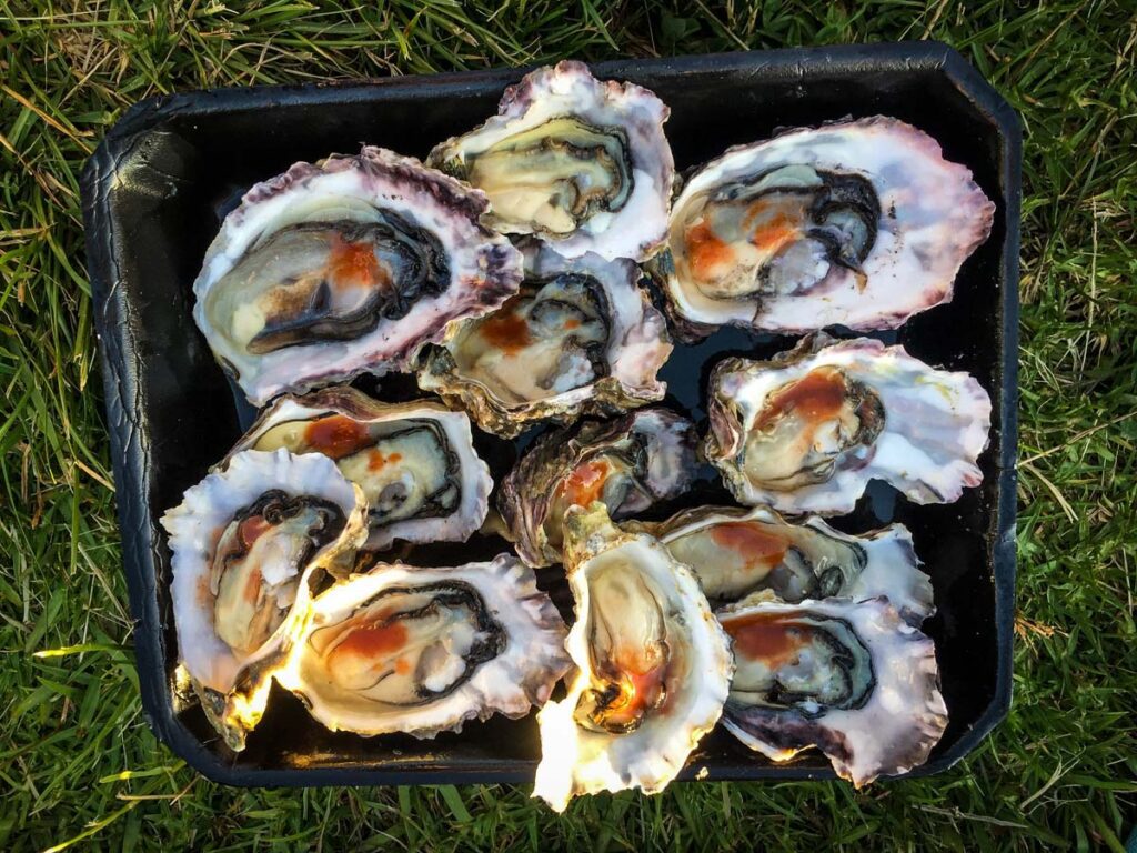 牡蛎新西兰食品