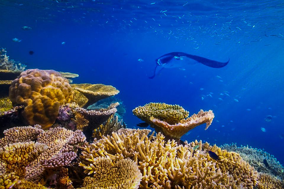 海洋天堂蝠鲼鳐浮潜科纳夏威夷大岛