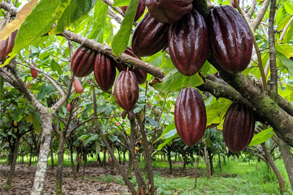 夏威夷大岛拉瓦罗哈巧克力农场(网站)