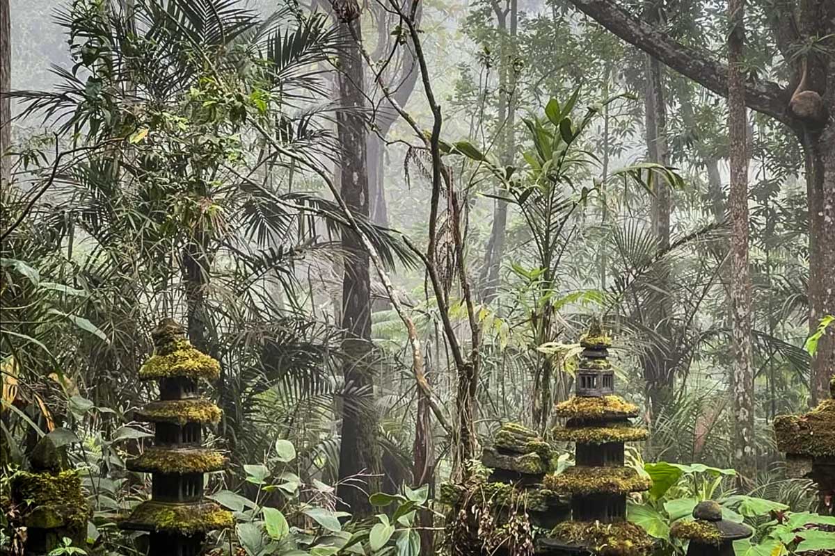 科纳云雾森林保护区夏威夷大岛