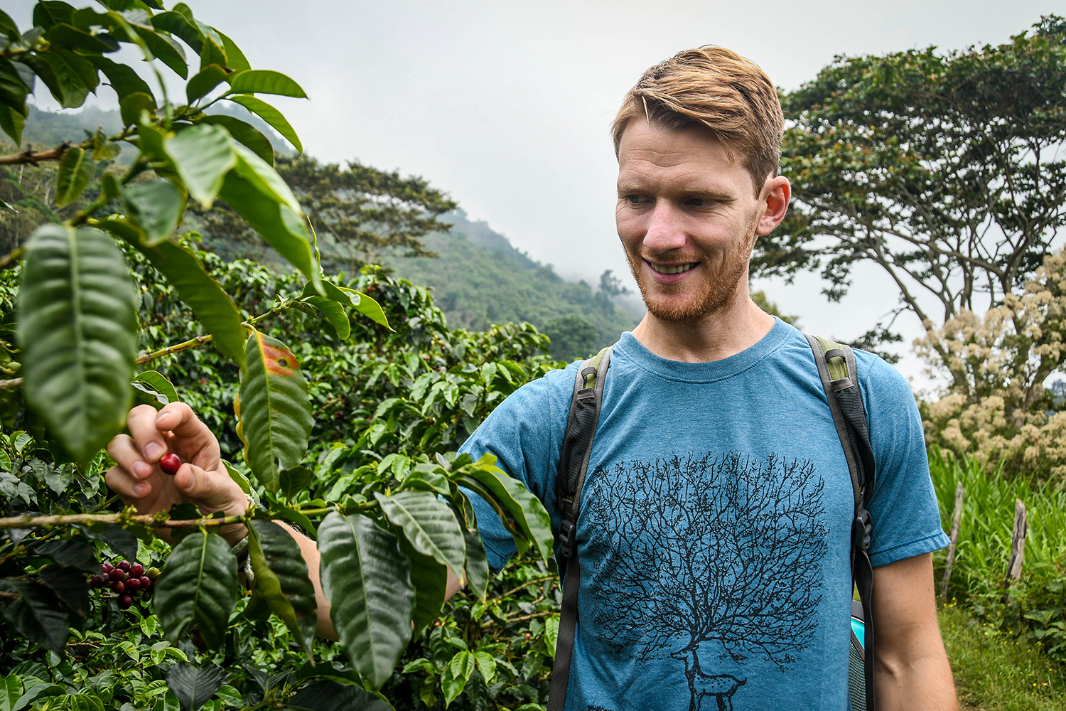洪都拉斯咖啡之旅采摘咖啡豆