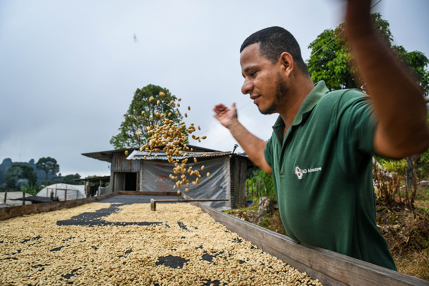 洪都拉斯沃尔特烘干咖啡豆