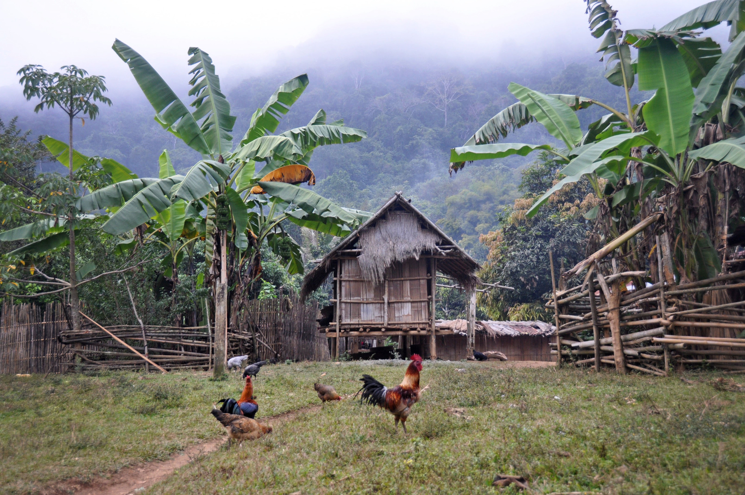老挝偏远山区部落民宿白象历险记